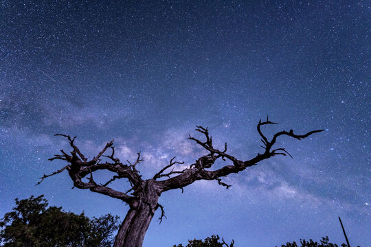 Stargazing at Pu'u Kalepeamoa, Maunakea Visitor Information Station, Big Island, Hawaii. Starry night sky, dead tree with Milky Way galaxy astrophotography. Sophora chrysophylla	