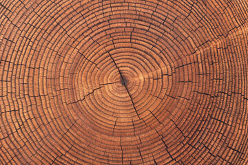 saw cut texture with annual rings and cracks. old tree stump as background