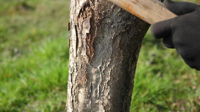 The trunk of a fruit tree is cleaned of old bark with a metal brush. Gardening. Spring garden care.