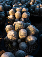 Cactus in Pots in The Yellow Sunshine