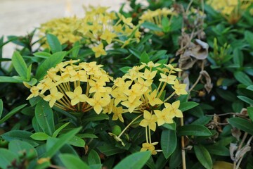 Bunga asoka or Chinese ixora on the garden. Jungle geranium, West Indian Jasmine, Ixoroideae.