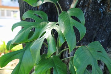Swiss cheese plant or monstera deliciosa is climbing on the tree trunk. philodendron and forest...