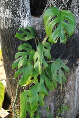 Swiss cheese plant or monstera deliciosa is climbing on the tree trunk. philodendron and forest...