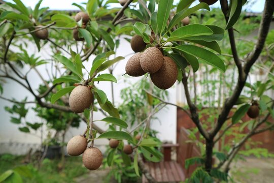 Sapodilla (sawo) fruit hanging on the tree. looks ready to be harvested.