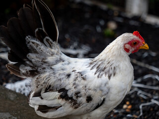Japanese Chickens Mixed with Native Standing