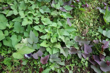 Sweet potatoes leaves in the nature. Sweet potato leaves are medium to large in size and are...