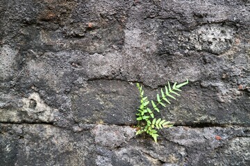 Ferns growing through a historic brick wall at near Masjid Gedhe, Kotagede, Yogyakarta.