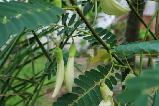 Kembang turi or Hummingbird flower hanging on the tree branch in the garden. sesban agasta, sesbania grandiflora, white agasta, agasti flower on tree in the garden.