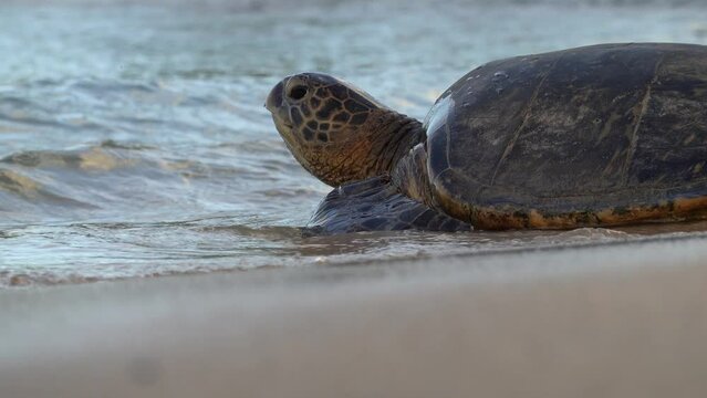 Large Green sea turtle Chelonia mydas crawling into the ocean at Poipu beach in Kauai, Hawaii