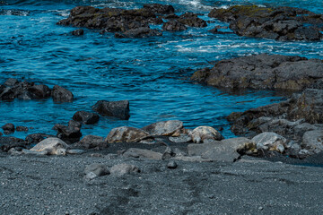 The green sea turtle (Chelonia mydas), also known as the green turtle, black (sea) turtle or Pacific green turtle, Punalu'u Black Sand Beach, Hawaii island / Big island. 

