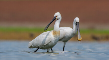Eurasian Spoonbill (Platalea leucorodia) is a wetland bird that lives in suitable habitats in Asia, Europe and Africa. It is a rare species. I took this photo at Diyarbakır Kabakli Pond.