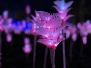 Experience the Nasatta Light Festival, it's all about stunning designs and cultural wonders, bright...