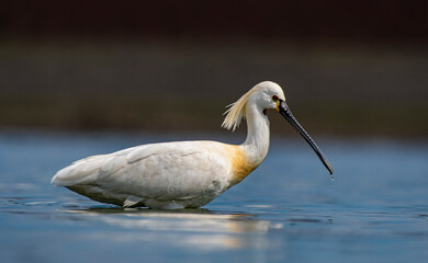 Eurasian Spoonbill (Platalea leucorodia) is a wetland bird that lives in suitable habitats in Asia, Europe and Africa. It is a rare species. I took this photo at Diyarbakır Kabakli Pond.