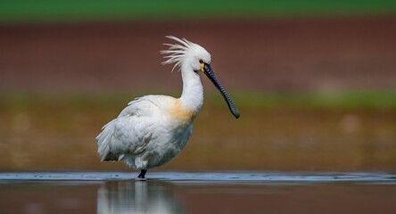 Eurasian Spoonbill (Platalea leucorodia) is a wetland bird that lives in suitable habitats in Asia, Europe and Africa. It is a rare species. I took this photo at Diyarbakır Kabakli Pond.