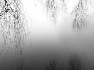Brancehs are above The Water in The Pond in The Foggy Day