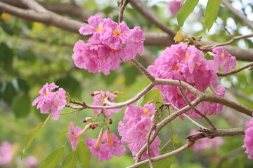 Fototapeta premium Close-up of tabebuia rosea flower blooming in the garden, known as rosy trumpet tree.