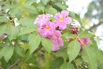 Fototapeta premium Close-up of tabebuia rosea flower blooming in the garden, known as rosy trumpet tree.