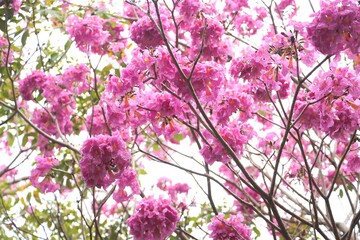 Close-up of tabebuia rosea flowers blooming and swaying in the wind, known as rosy trumpet tree.