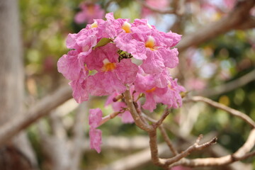 Close-up of tabebuia rosea flower blooming in the garden, known as rosy trumpet tree.