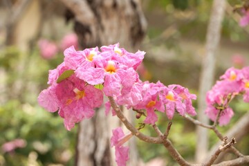 Close-up of tabebuia rosea flowers blooming and swaying in the wind, known as rosy trumpet tree.