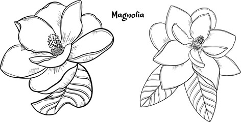 Set of hand drawn magnolia flower illustration. © Gamma