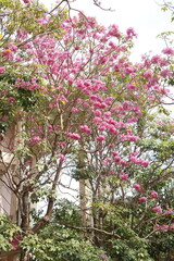 Fototapeta na wymiar Close-up of tabebuia rosea flowers blooming and swaying in the wind, known as rosy trumpet tree.