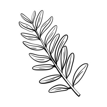 Leaf drawing.