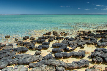Discover the ancient wonders of stromatolites along the rugged coast of Western Australia, where...