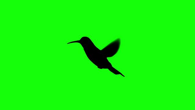 Silhouette Humming Brid flying on green screen background. Green screen for compositing and presentation. Video looping.