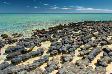 Discover the ancient wonders of stromatolites along the rugged coast of Western Australia, where...