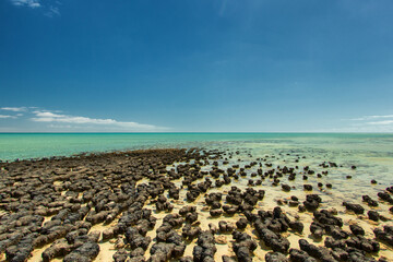 Discover the ancient wonders of stromatolites along the rugged coast of Western Australia, where...