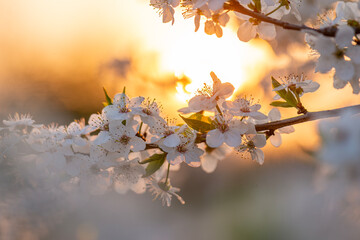 Blossom tree over nature background. Spring flowers. Spring Background - 760331445