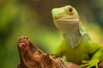 green lizard  green iguana on a branch