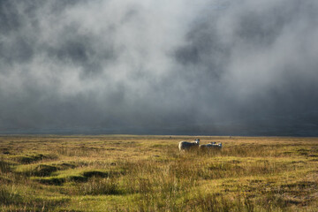 Fototapeta premium Sheep in the grass field of scenic rural Iceland in dramatic misty northern landcsape