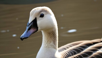 A Goose With Its Beak Closed Listening Intently