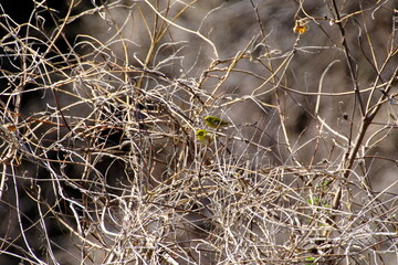 河津桜にメジロ