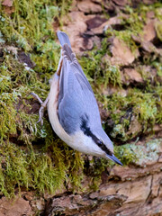 Eurasian nuthatch (Sitta europaea)