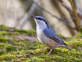 Eurasian nuthatch (Sitta europaea)