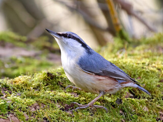 Fototapeta premium Eurasian nuthatch (Sitta europaea)