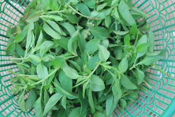 Kemangi leaves in a green plastic container on the table