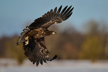 White-tailed eagle (haliaeetus albicilla)