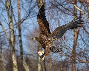 White-tailed eagle (haliaeetus albicilla)