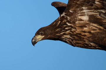 White-tailed eagle (haliaeetus albicilla)