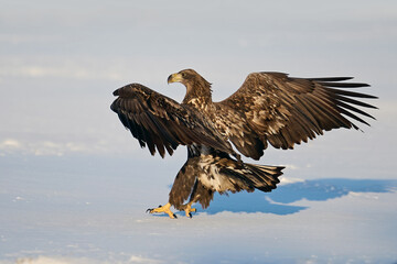 White-tailed eagle (haliaeetus albicilla)