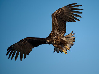 White-tailed eagle (haliaeetus albicilla)