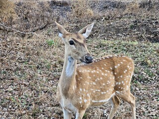 Chital  or cheetal, spotted deer, chital deer, Axis deer deer in the forest of bandipur national...