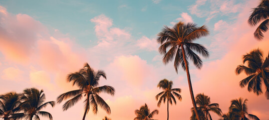 Fototapeta na wymiar Palm Trees agenst the sky