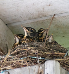 baby birds in nest