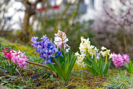 Close-up of colorful hyacinth Hyacinthus flowers in own garden at Swiss City of Zürich on a cloudy late winter Sunday morning. Photo taken March 17th, 2024, Zurich, Switzerland.