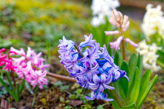 Close-up of colorful hyacinth Hyacinthus flowers in own garden at Swiss City of Zürich on a cloudy late winter Sunday morning. Photo taken March 17th, 2024, Zurich, Switzerland.